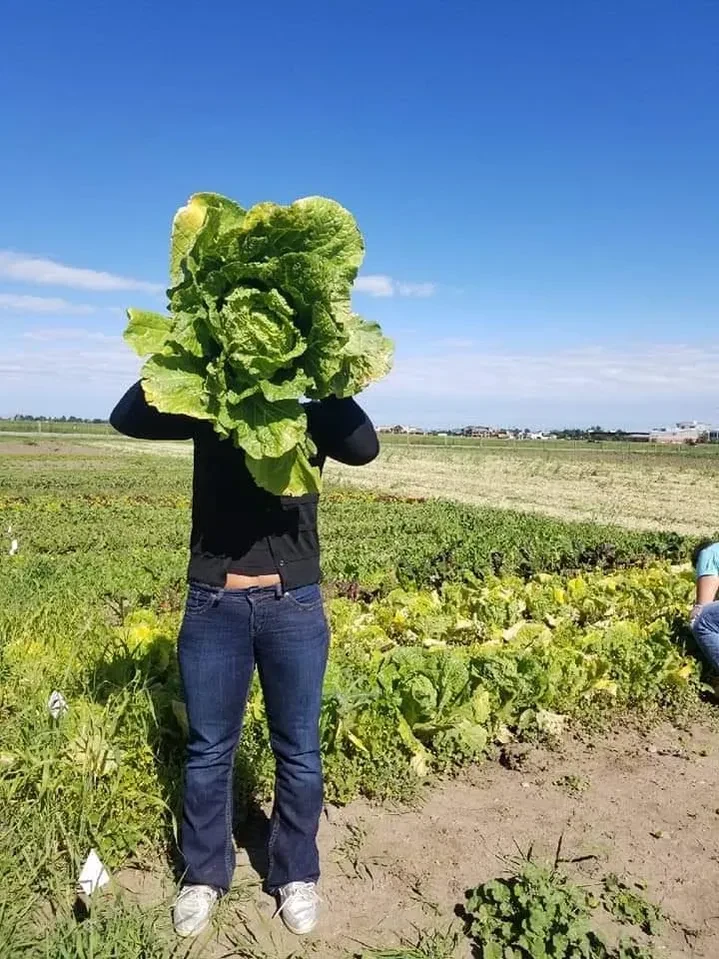 Person in field holding fresh produce
