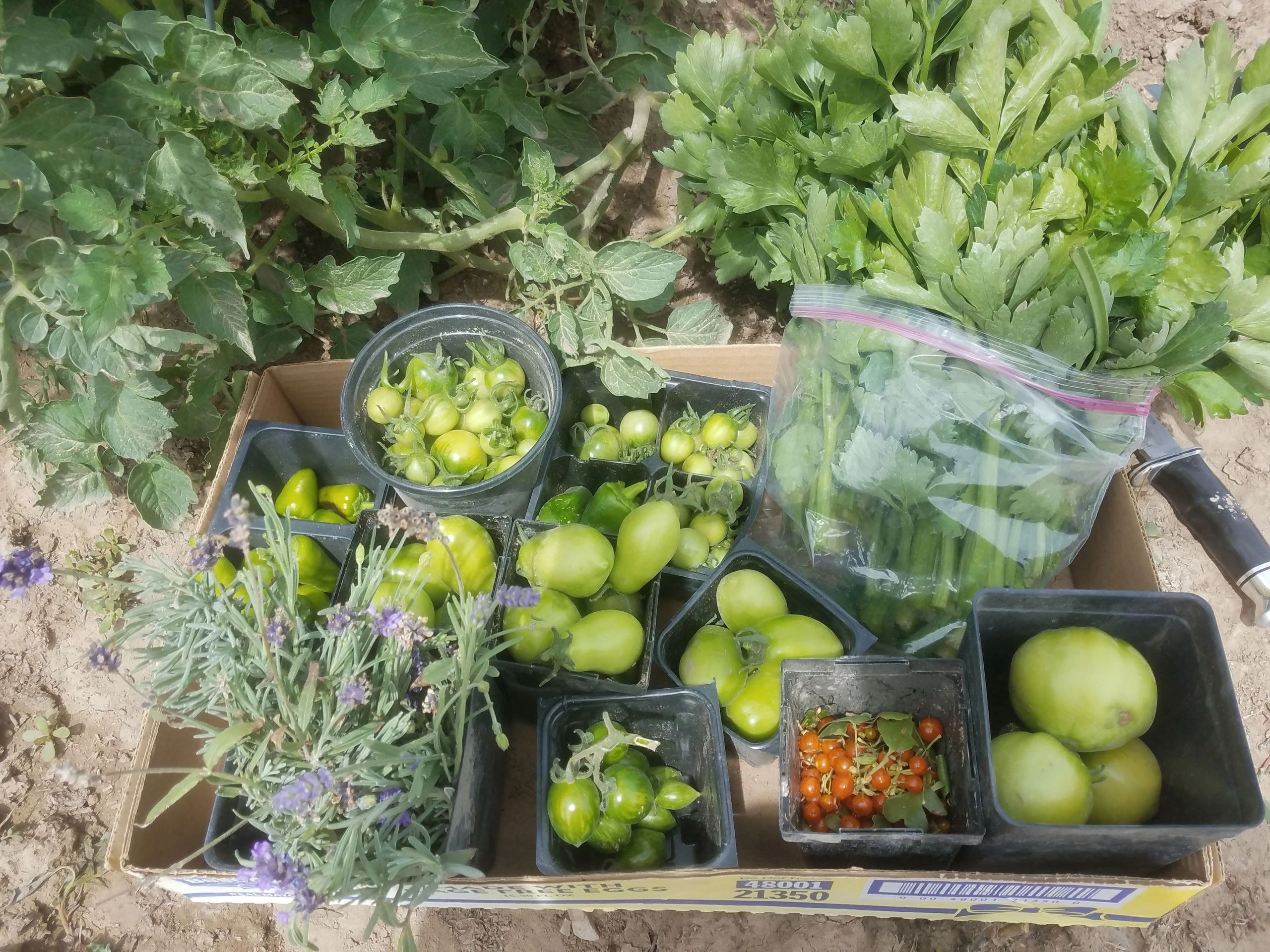 Early green tomatoes for dispersal to local families