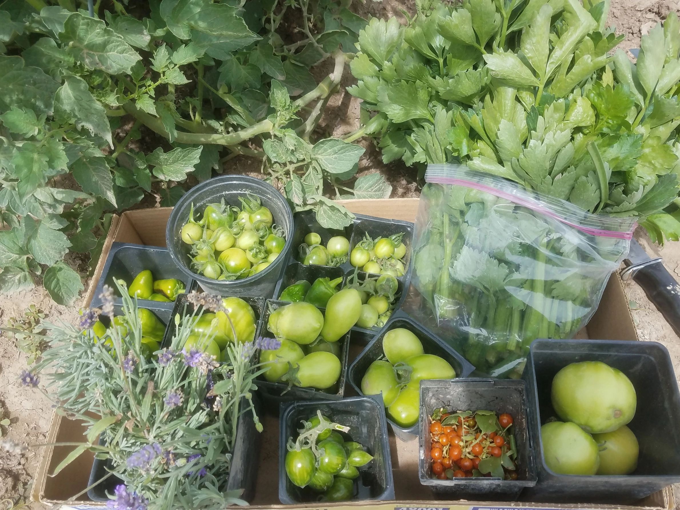 Fresh garden harvest produce